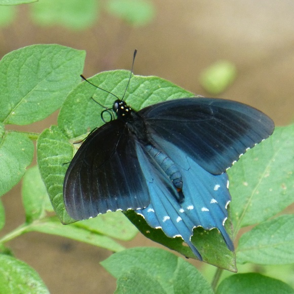 Meet your Posher, Autumn - Picture 2 of 2